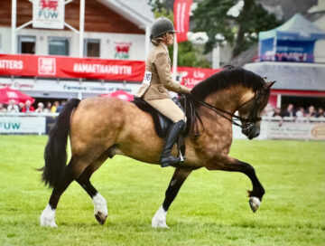 anna horse
